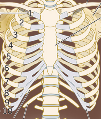 <p><span style="background-color: transparent; font-family: "EB Garamond", serif;"><span>consist of twelve pairs of curved bones that create the walls of the thorax.</span></span></p>