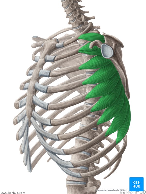 <p>Function: rotates scapula up and laterally </p>