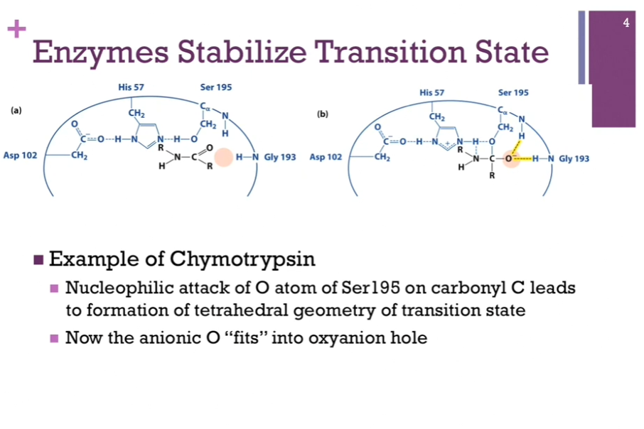 <p>Left = our bound substrate. No reaction occurred. </p><p>Right = once we form that tetrahedral intermediate, our carbonyl carbon is now TETRAHEDRAL! It now carries that oxyanion! Now it FITS perfectly into that area called the oxyanion hole! It is also NOW able to form H-bonds with some of those peptide backbones!</p>
