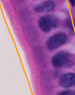 <p>What is the pink layer on the apical surface?</p>