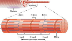 <p>The boundary between sarcomeres</p><p>Actin filaments attach here</p>