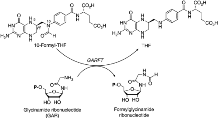 <p>1-carbon carrier - methylation, formylation</p>