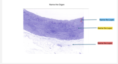 <p>organ </p><p>blue </p><p>yellow </p><p>red</p>