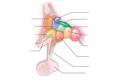 <p>name the features of the hypothalamus</p>