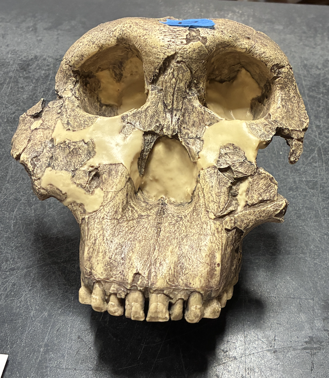 <p><em>Australopithecus robustus</em></p>