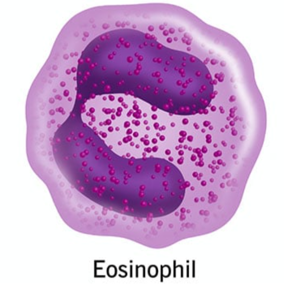 <p>Eosinophil</p>