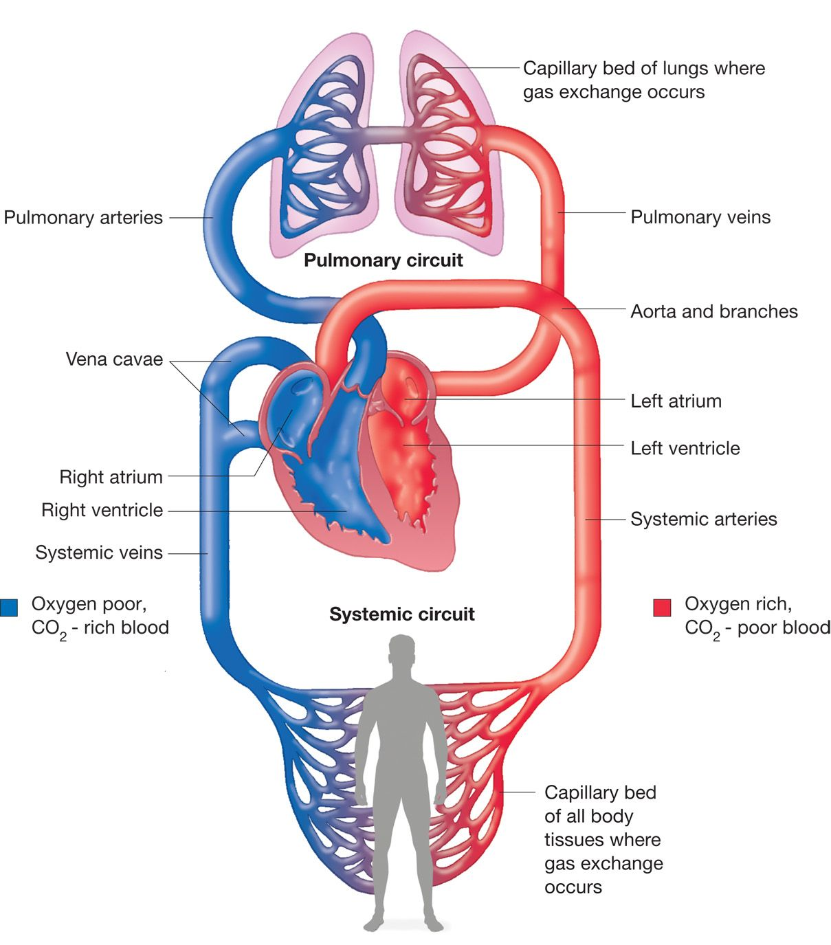 <p><strong>Arteries:</strong> Carry blood away from heart. * Thick, elastic walls for high pressure.</p><p><strong>Veins:</strong> Carry blood to the heart. Thinner walls and have valves to stop backflow.</p><p><strong>Capillaries:</strong> Tiny vessels for exchange. One cell thick walls for fast diffusion.</p><p></p><p><strong>Lung System (Pulmonary)</strong></p><ul><li><p><span><strong>Pulmonary Artery:</strong> Heart → Lungs</span></p></li><li><p><span><strong>Pulmonary Vein:</strong> Lungs  → Heart</span></p></li></ul><p></p><p><strong>Rest of Body System (Systemic)</strong></p><ul><li><p><span><strong>Aorta:</strong> Heart  → Body</span></p></li><li><p><span><strong>Vena Cava:</strong> Body →</span> Heart</p></li></ul><p></p><p><strong>Tip:</strong> If it’s coming <strong>from the lungs</strong> or going <strong>to the body</strong>, it’s oxygenated. If it’s coming <strong>from the body</strong> or going <strong>to the lungs</strong>, it’s deoxygenated.</p>