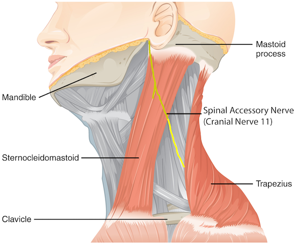 <p>11 = Spinal Accessory </p>