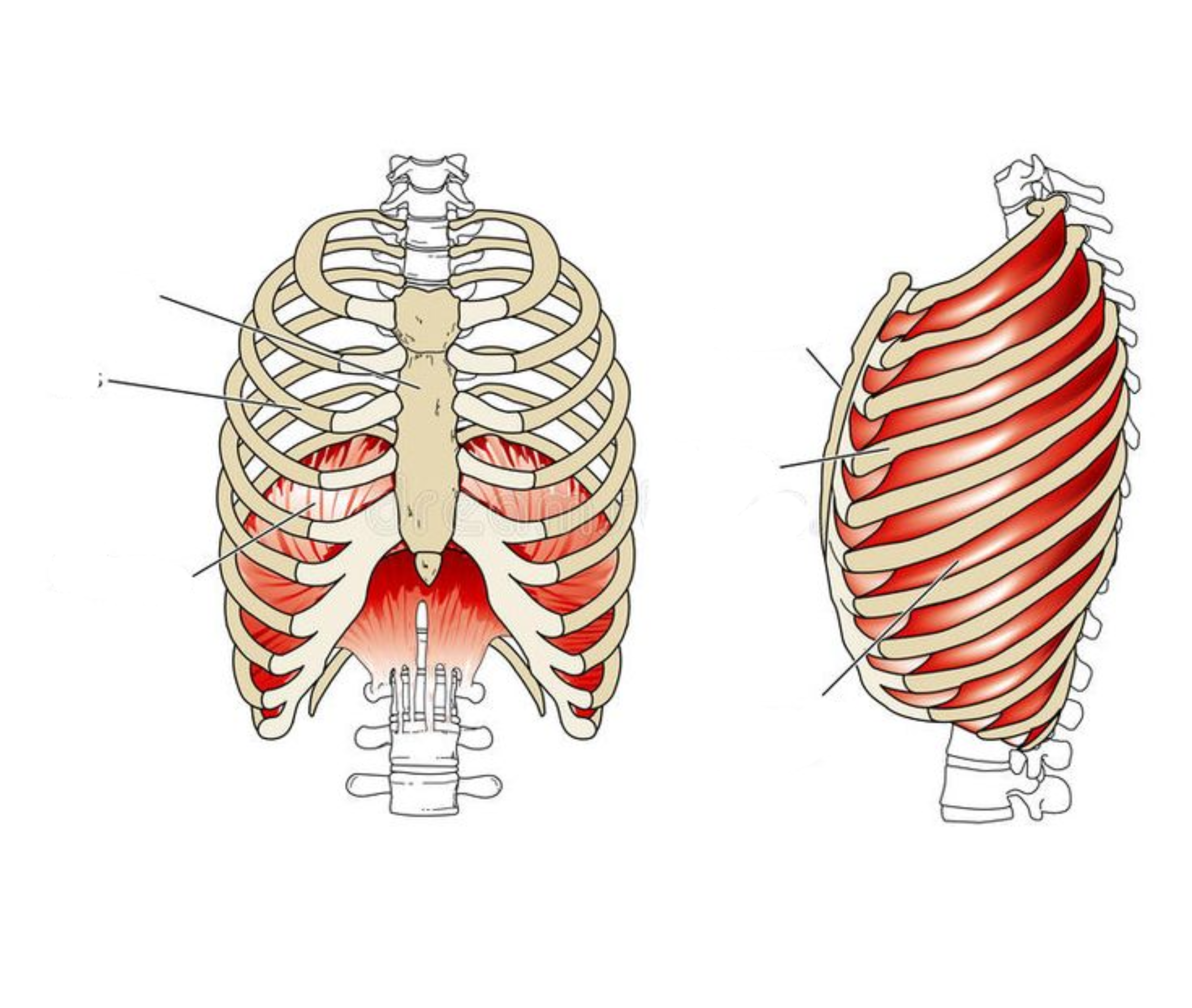 <p><span style="background-color: transparent;">Muscles of Normal Respiration Diagram</span></p>