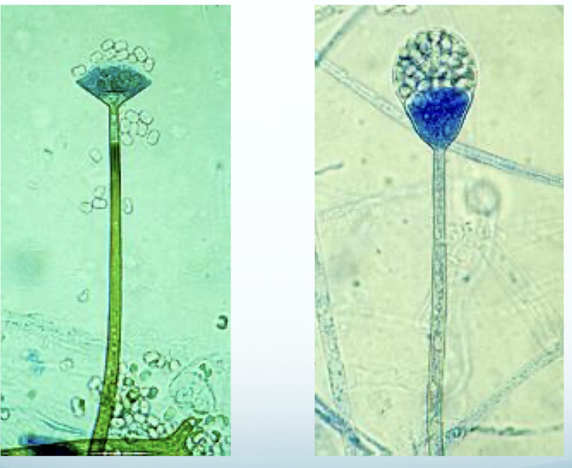 <p>Genus</p>