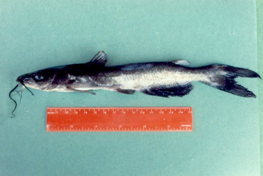 <p>What are clinical signs of Costia </p>