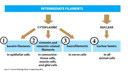 <ol><li><p>keratin, vimentin, and neurofilaments found in cytoplasm - form ropelike structure</p></li><li><p>nuclear lamins found in nucleus - forms 2D mesh</p></li></ol><p></p>