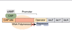 <p><span>Label the lac operon as either Glucose absent/present and lactose absent/present</span></p>