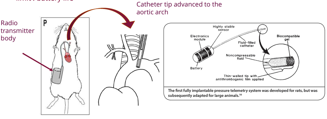 <ul><li><p>Implanting a pressure probe and transmitter. </p></li><li><p>It allows for direct, continuous monitoring of blood pressure and circadian rhythms in conscious, free-moving animals</p></li><li><p>Limited by battery life. </p></li><li><p>Experimental designs using this method must carefully control treatment timing, doses, and positive controls.</p></li></ul><p></p>
