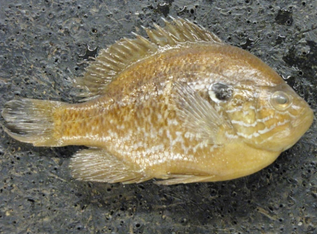 <p>Common name, Family, Scientific Name?</p>