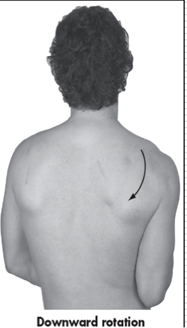 <p>Returning inferior angle inferomedially toward spinal column </p><p>Frontal Plane </p>