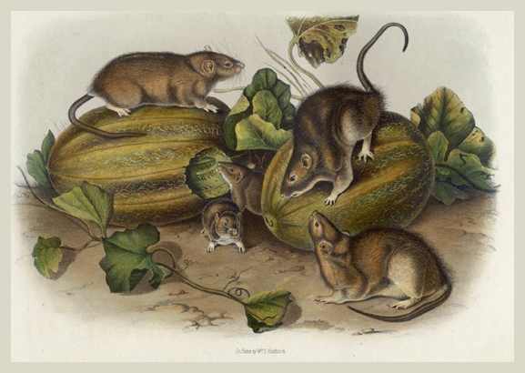 <p>Family: old world mice and rats </p>