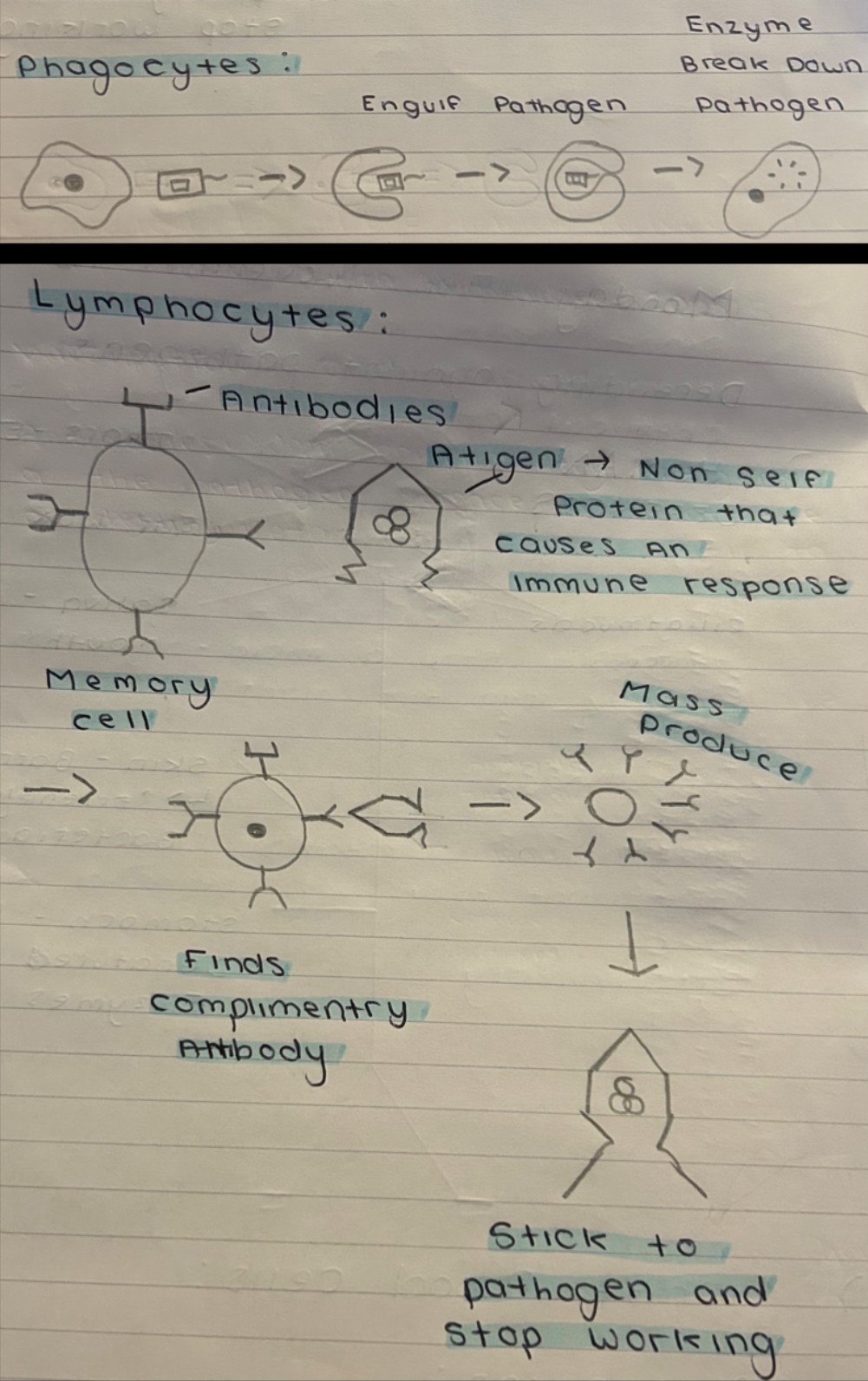<p><span style="background-color: transparent;">White blood cells help to defend against pathogens by:</span></p><ul><li><p>phagocytosis</p></li><li><p>antibody production</p></li><li><p>antitoxin production</p></li></ul><p>Phagocytes:</p><ul><li><p>Track the pathogen down</p></li><li><p>Bind to them</p></li><li><p>Engulf them</p></li><li><p>Destroy them</p></li></ul><p></p>