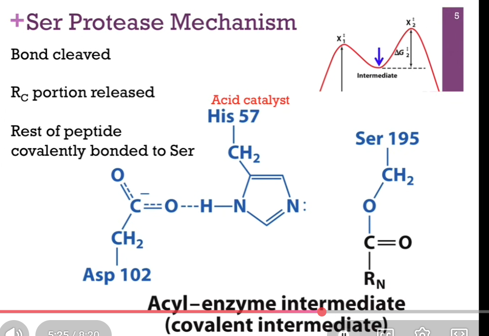 <p>Slide: <strong>[PEPTIDE] Bond cleaved.</strong> R-C portion released. Rest of peptide covalently bonded to Ser.</p><p>Slide: <strong>Acyl-enzyme intermediate.</strong> Relatively stable!</p><p>Formed that covalent bond. Histamine back in its original form. Now, we have a covalent intermediate, which we need to resolve.</p><p>Valley between our 2 hills.</p>