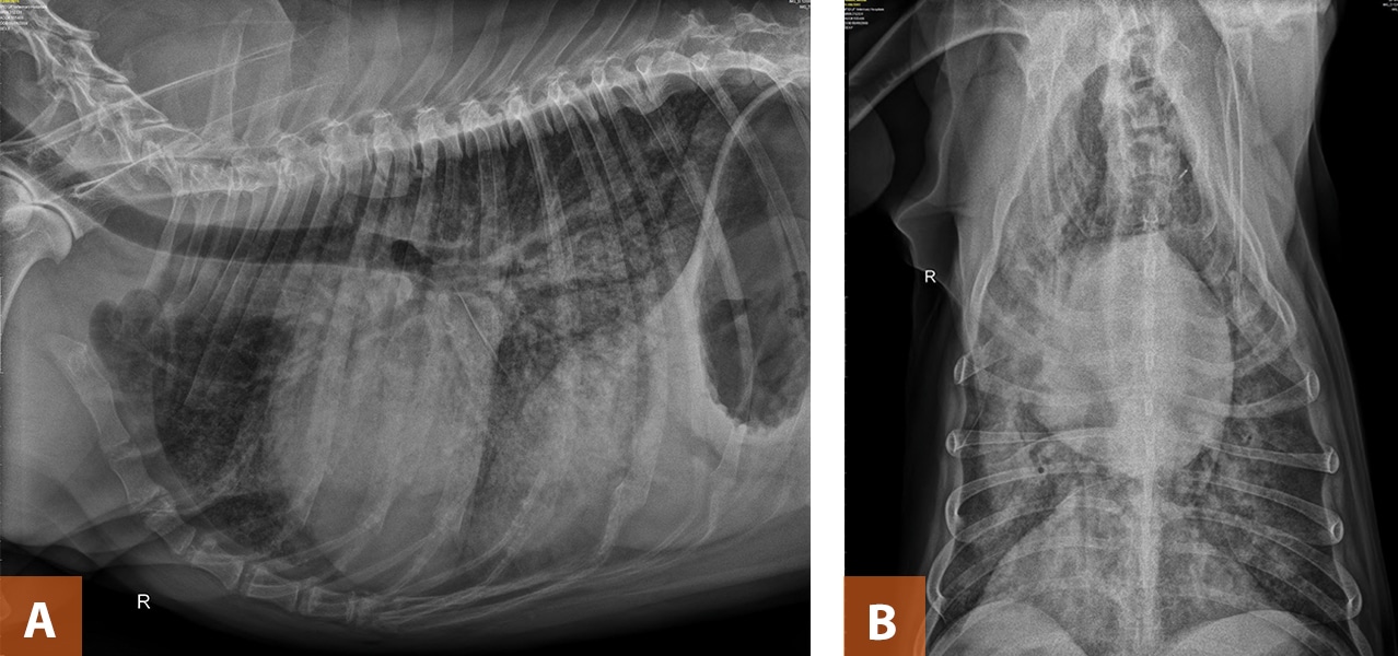 <p>Thoracic radiography findings for heart failure</p>