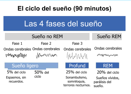 <p>Significa: Rapid Eye Movement (o fase 4)</p><ul><li><p>Ondas cerebrales:</p><ul><li><p>Aquí hay un cambio muy importante en las ondas cerebrales, se vuelve a tener una actividad muy rápida como cuando estamos en vigilia (despiertos)</p></li><li><p>ondas pequeñas y más actividad que en la primera fase - eso es porque se estan dando las funciones que hemos mencionado antes (reparación del tejido, etc)</p></li></ul></li></ul><ul><li><p>Es la fase que producen los sueños vívidos, recordamos lo que estábamos soñando y en la que se produce la páralisis del sueño</p></li><li><p>Ocupa un 20% del ciclo</p></li></ul><p>También podemos soñar fuera de la fase REM, pero los sueños no serán tan vívidos o igual no los recordamos.</p><p></p><p>Estas fases (ciclos) se van repitiendo a lo largo de la noche, alargando la fase REM cuanto más - por eso es importante dormir las horas seguidas, porque aseguras que la fase REM sea larga y las funciones se puedan dar (como la de reparación cerebral)</p><p>recordar que en la fase REM hay más actividad que en la fase no REM</p>