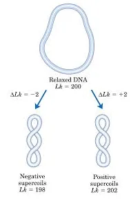 <ul><li><p>The wrapping of the DNA is done in a left-handed position where, if the histone is removed, it will result in a linking number deficit that will create negative supercoiling making it slightly untwisted, and this is helpful because through this loop created the two loose strands can be used for DNA transcription and replication</p></li></ul><p></p>