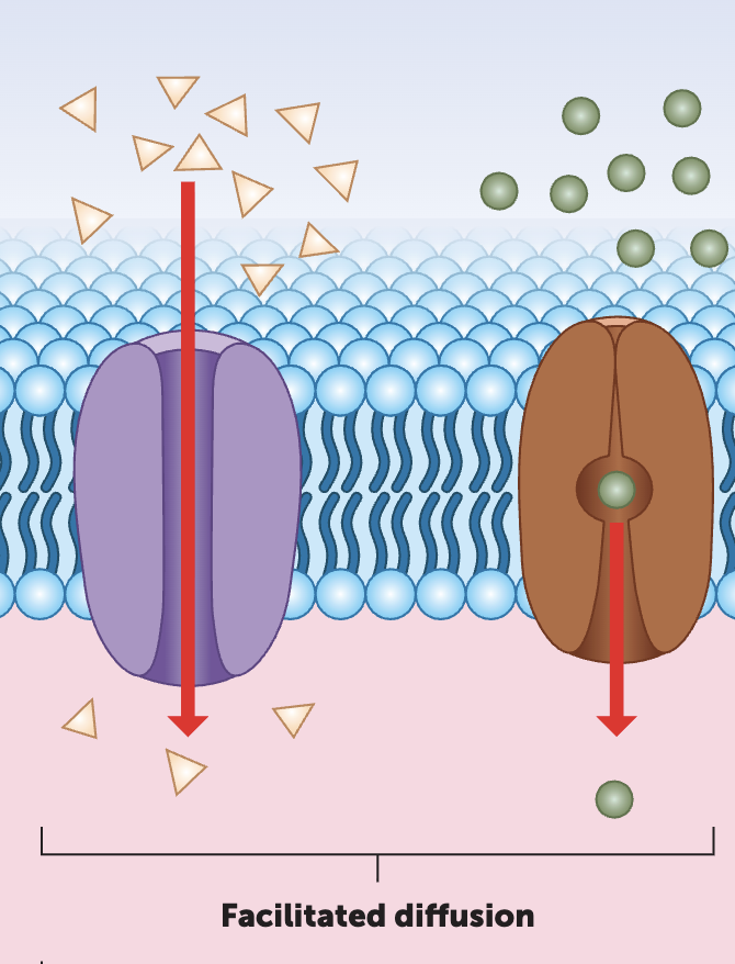 <p><span style="color: green;"><strong>What is facilitated diffusion</strong></span></p>