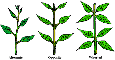 <p>leaves attach in pairs directly across from each other at the same stem node (ex: periwinkle)</p>