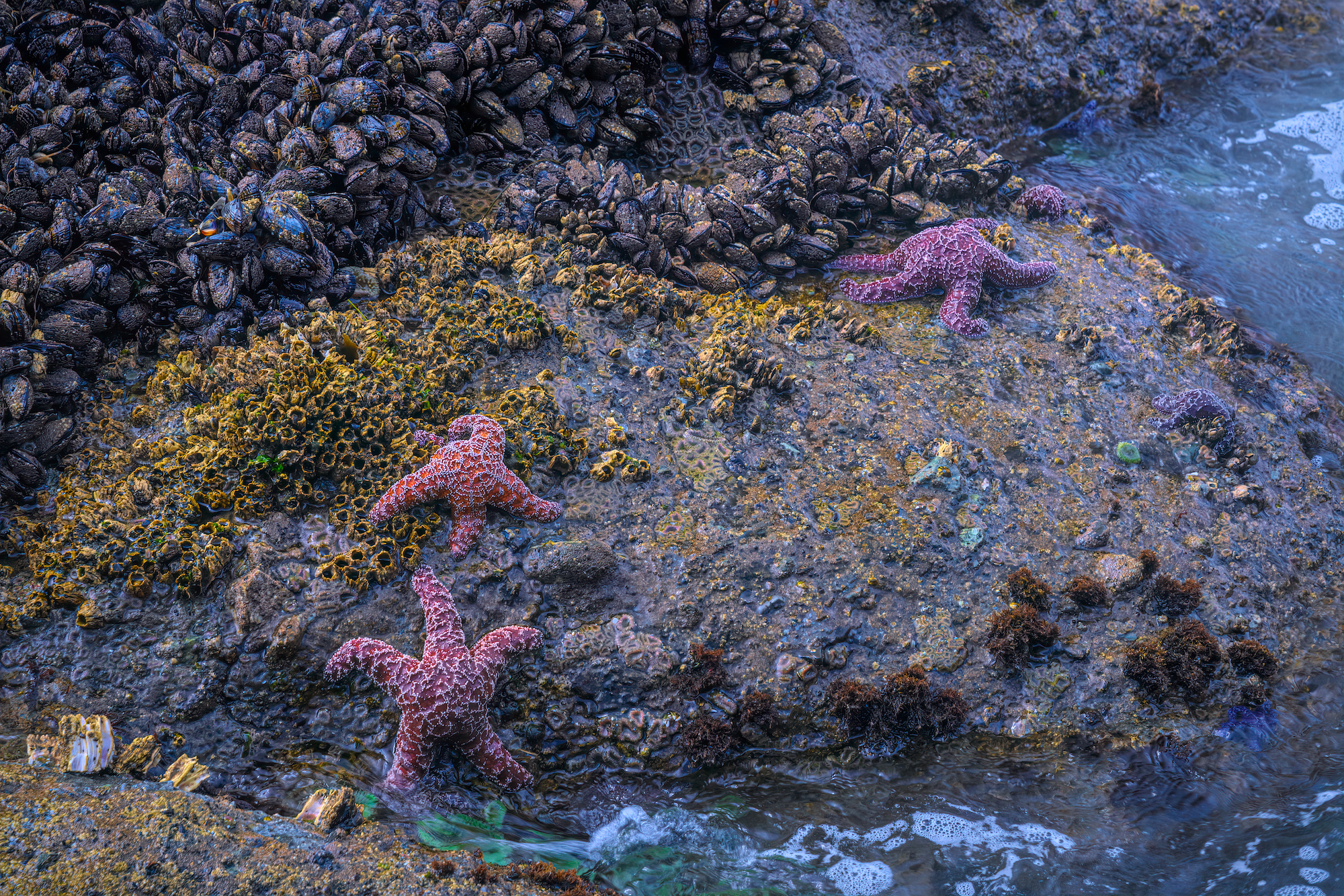 <p>Intertidal Zone</p>