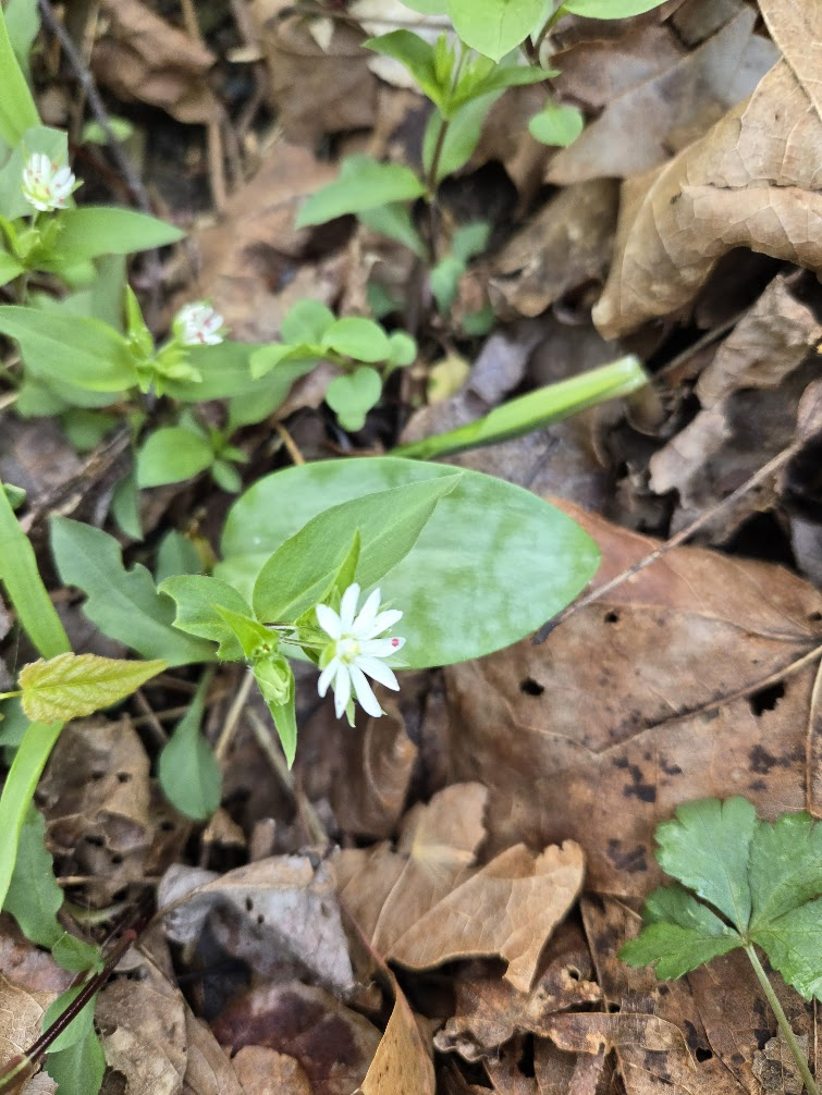 <p><strong>(<em>Stellaria pubera</em>)</strong> – Delicate woodland plant with opposite leaves and small white star-like flowers with deeply divided petals. Found in moist deciduous forests, especially in spring. <strong>Autotroph.</strong><br><strong>Uses:</strong> Edible greens when young (similar to common chickweed); also of ecological value as an early-season understory plant.</p>