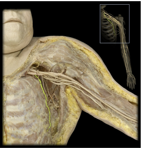 <p>What’s the spinal level of the long thoracic nerve?</p>