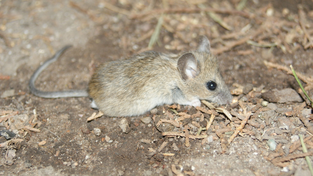 <p>Cricetidae</p><p>Reithrodontomys megalotis (harvest mice / 3) </p>