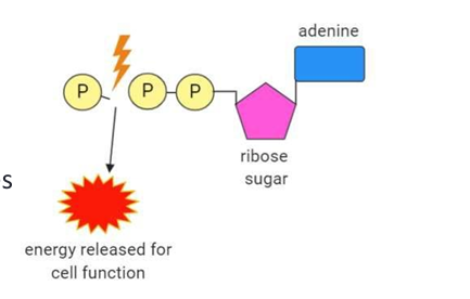 <ul><li><p>Breaking a phosphate bond releases energy for cellular functions</p></li></ul><p></p>
