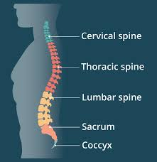 <p><span>spine</span></p>