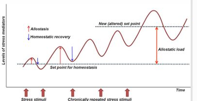 <p>explain allostatic load</p>