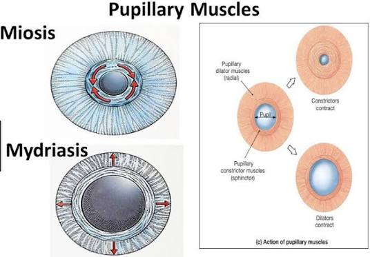 <p>Circular muscle around the pupil that causes miosis (construction). Involved in ANS of parasympathetic region.</p>