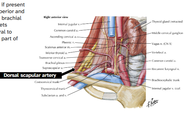 <p>Weaves between superior and middle trunks of brachial plexus to reach targets</p><p>Lateral to anterior scalene</p>
