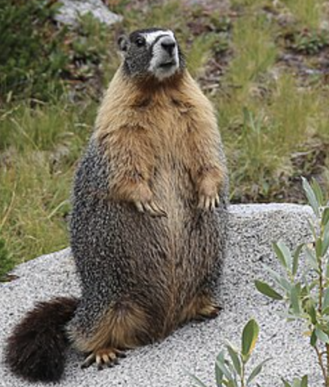 <p>Marmota flaviventris</p><p>Sciuridae</p><p>Rodentia</p><p>Euarchontoglires</p><p>Eutheria</p><p>Theria</p><p>Mammalia</p>