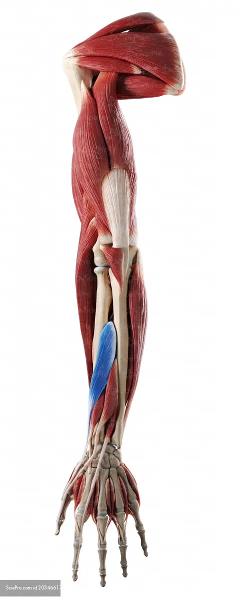 <p>What is this muscle?</p>