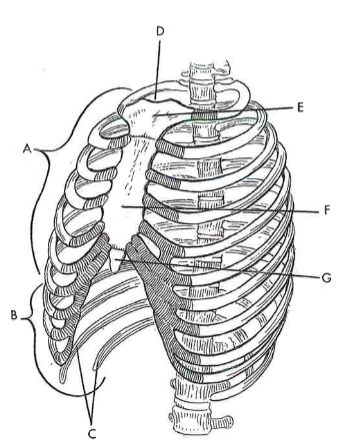 <p>B</p>