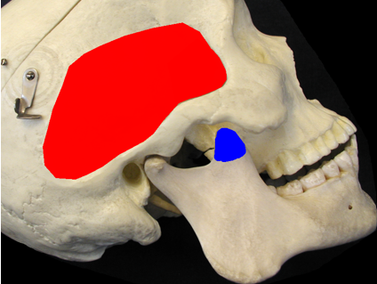 <p>What is the blue-lighted region, is it an origin/insertion, and for what muscle?</p>