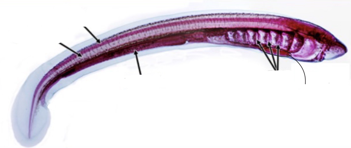 <p>ammocoete structures and functions</p>