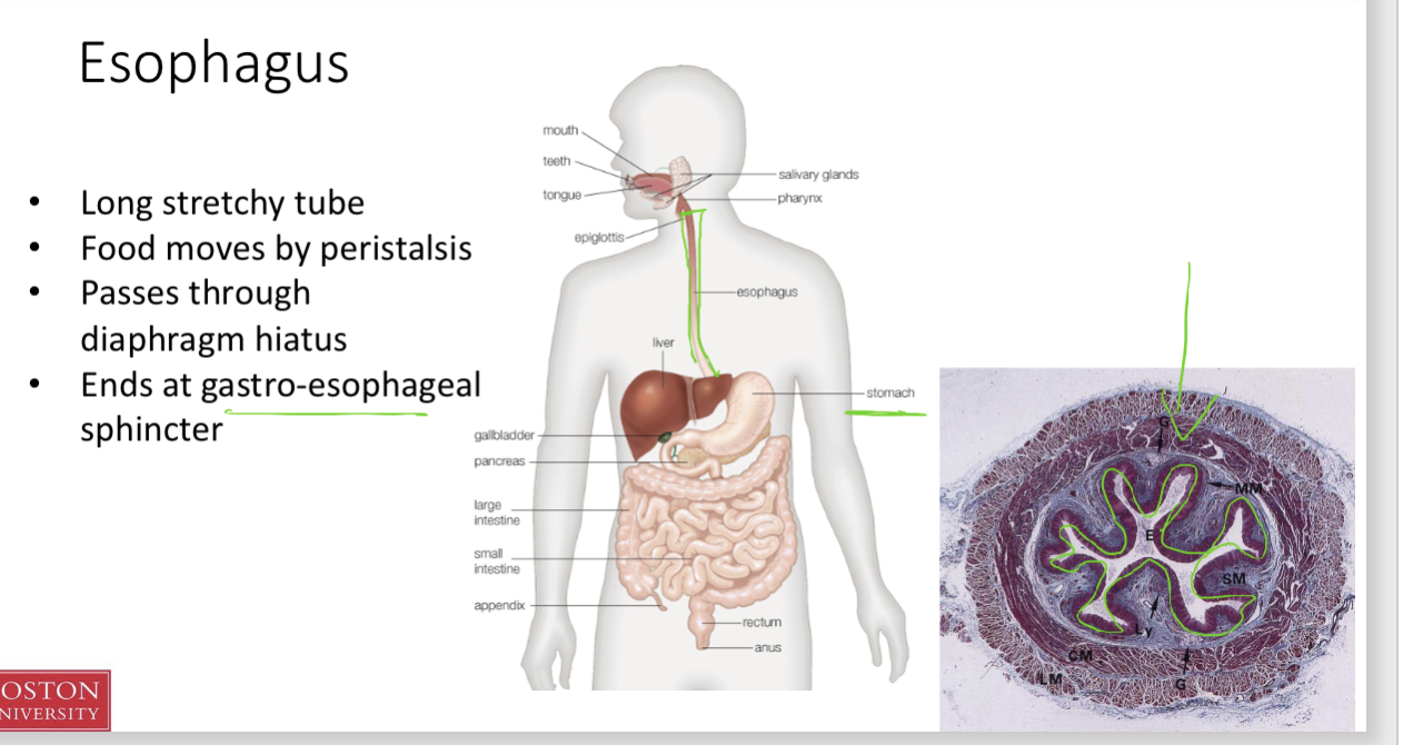 <ul><li><p><span>Long stretchy tube</span></p></li><li><p><span>Food moves by peristalsis</span></p></li><li><p><span>Passes through diaphragm hiatus</span></p></li><li><p><span>Ends at gastro-esophageal<br>sphincter </span></p></li><li><p><span><strong>posterior </strong>to trachea </span></p></li></ul><p></p>
