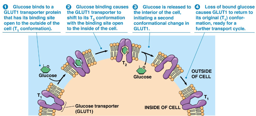 <p>transporters glucose into cells, conformational change when bound to glucose</p>
