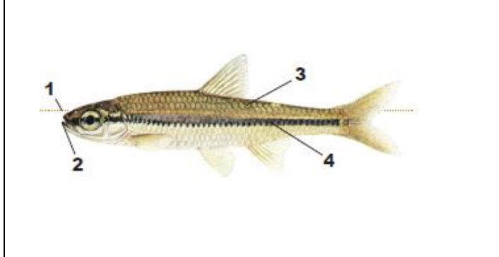 <p>1) Upturned Mouth</p><p>2) black pigment on the snout and chin</p><p>3) scales darkly outlined</p><p>4) black stripe along side has zig-zag appearance</p>