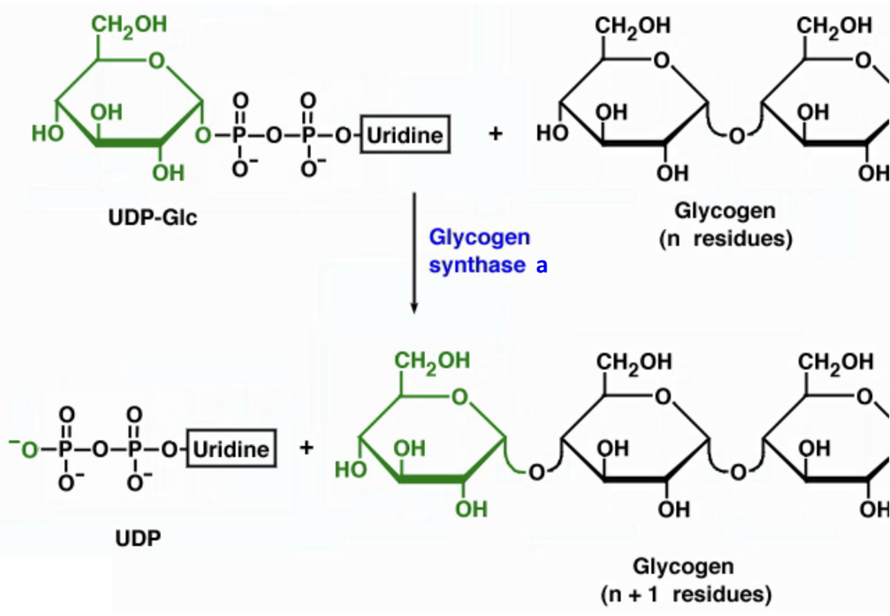 <p>What does glycogen synthase do?</p>