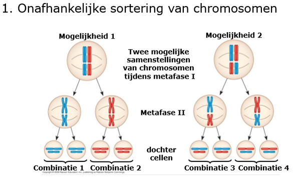 <p>geef de mogelijkheden om genetische variatie te kunnen creëren </p>
