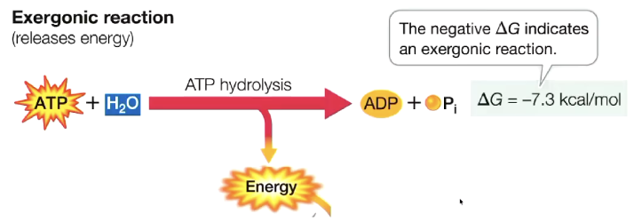 <ul><li><p>water added</p></li><li><p>ATP → ADP + Pi</p></li><li><p>releases energy (exergonic)</p></li><li><p>energy is used in the cell for work</p></li></ul><p></p>