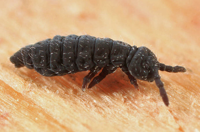 <p>What is the name of this bug?</p>