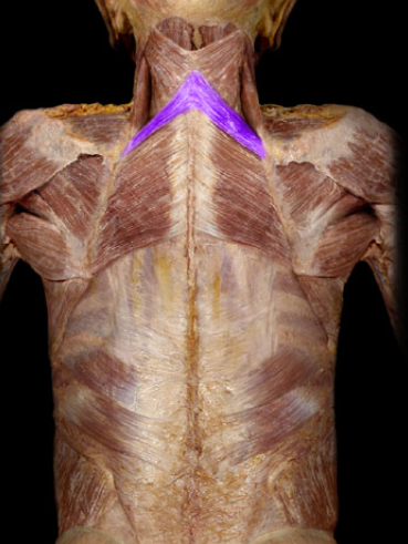 <p>Rhomboids - major (bottom) and minor (top)</p><p>Retraction and downward rotation</p>
